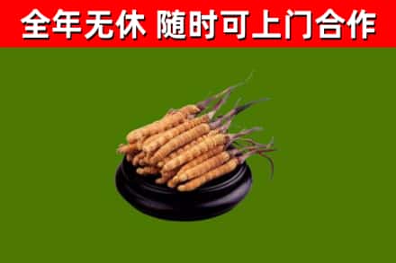 吉县烟酒回收冬虫夏草.jpg