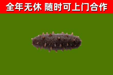 吉县烟酒回收干海参.jpg